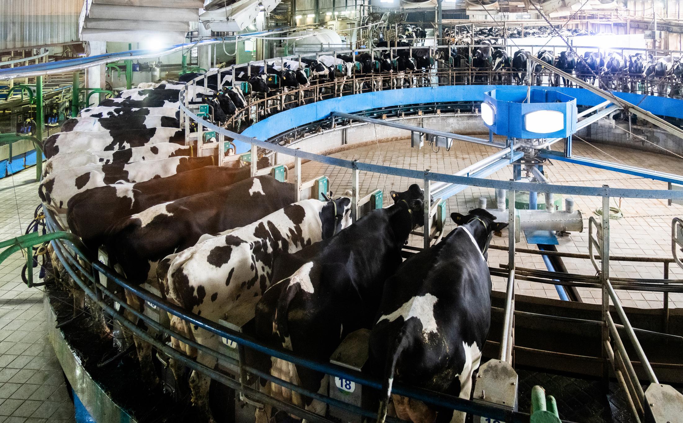 📈Enhance Milk Productivity