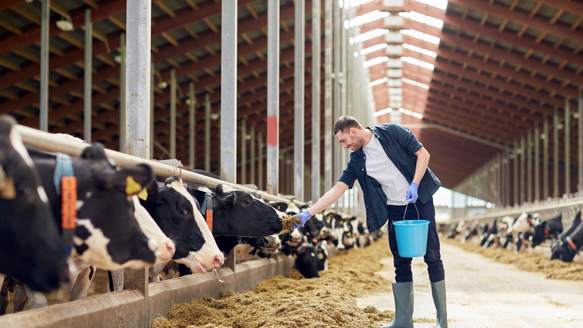 🐄Dairy Business Guide