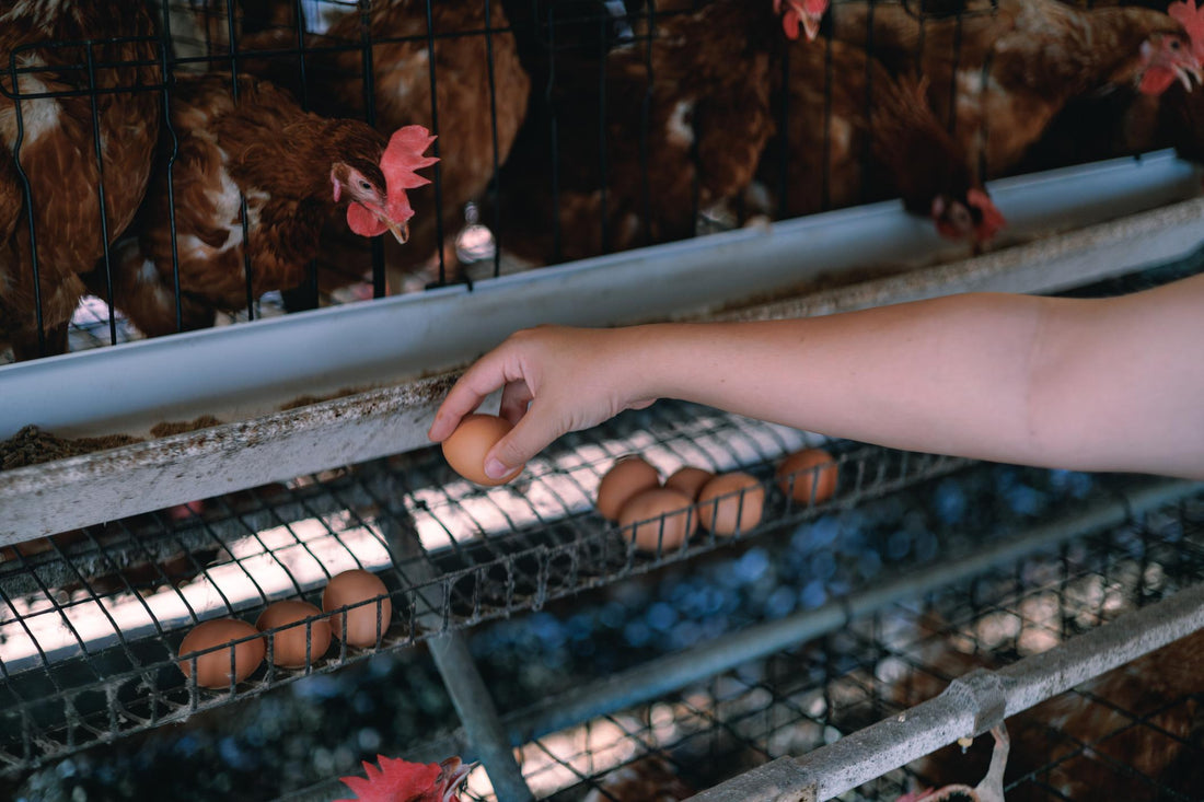 🥚Country Eggs Processing & Quality Guide