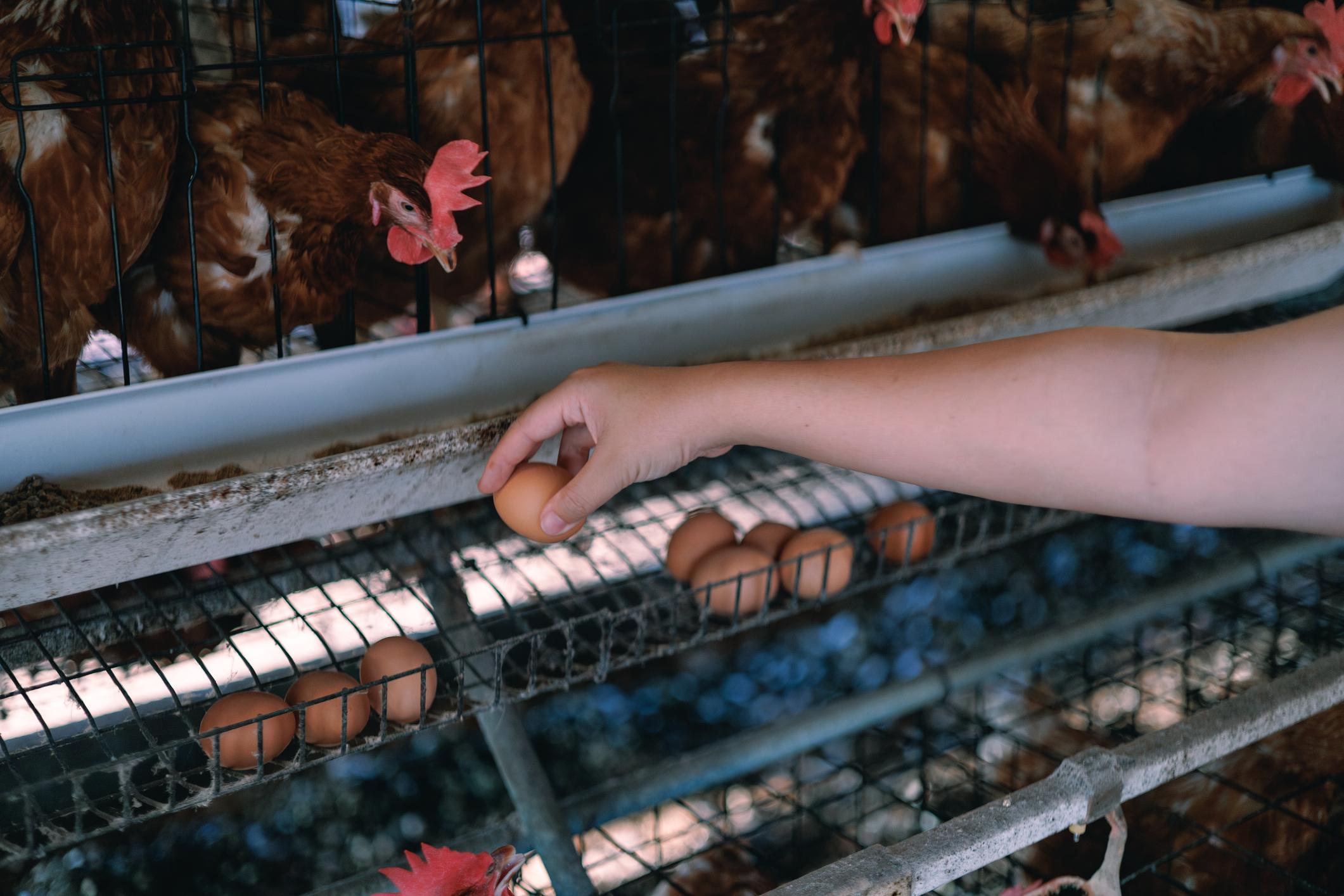 🥚Country Eggs Processing & Quality Guide