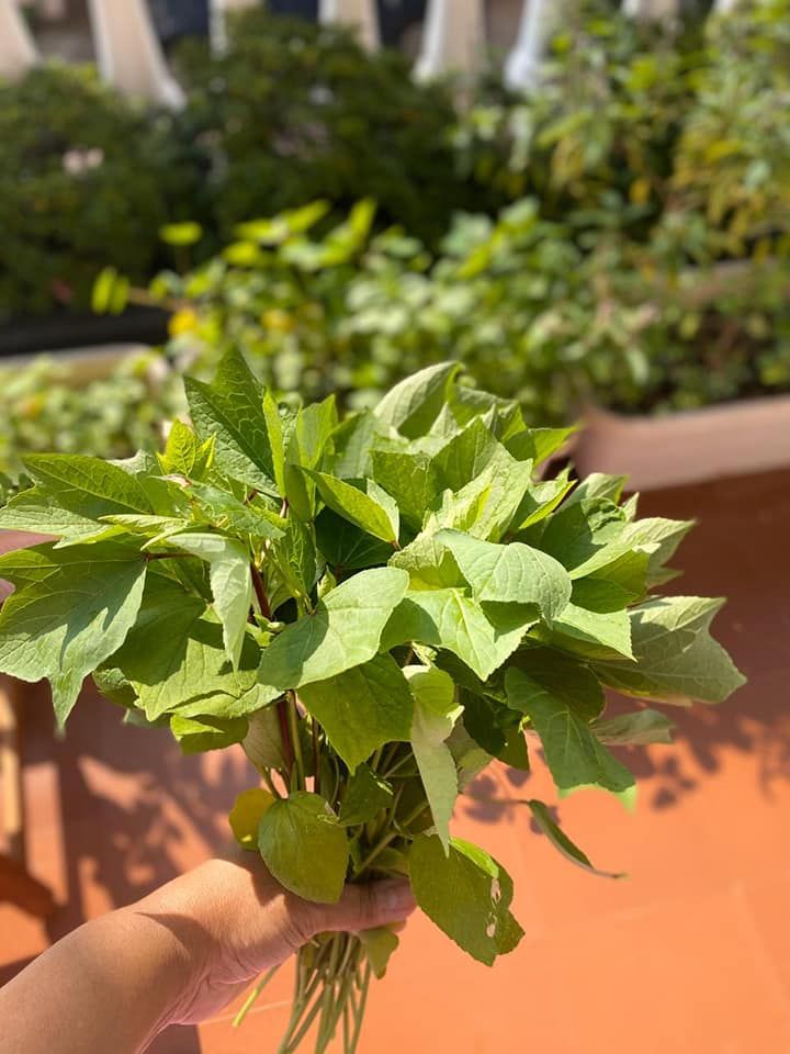 Gongura(గోంగూర)