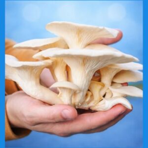 White Oyster Mushrooms(తెల్ల ఆస్టర్ పుట్టగొడుగులు)