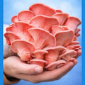 Pink Oyster Mushrooms(పింక్ ఆస్టర్ మష్రూమ్స్)