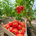 Tomato(టమాటా)