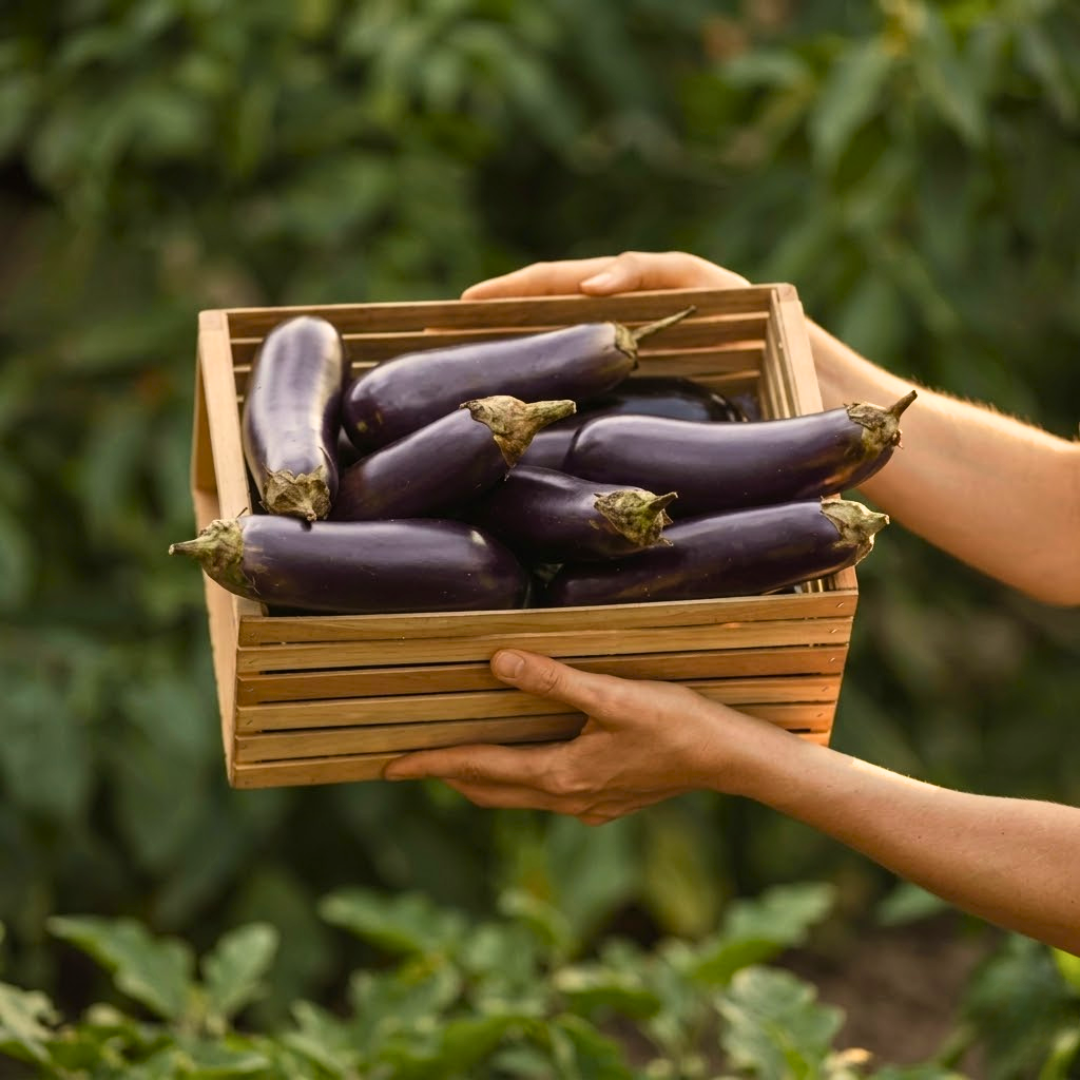Brinjal (వంకాయ)