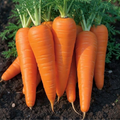 Carrot(క్యారెట్)