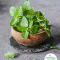 Mint Leaves(పుదీనా )
